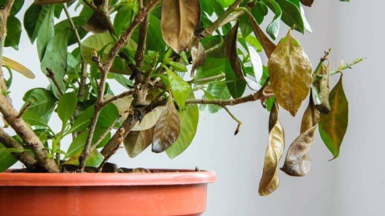 Why Do Coffee Plant Leaves Turn Brown